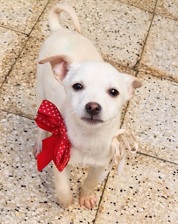 MILLY,IN CANILE,ADOTTABILE IN TUTTA ITALIA! Foto 7