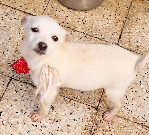 MILLY,IN CANILE,ADOTTABILE IN TUTTA ITALIA! Foto 9