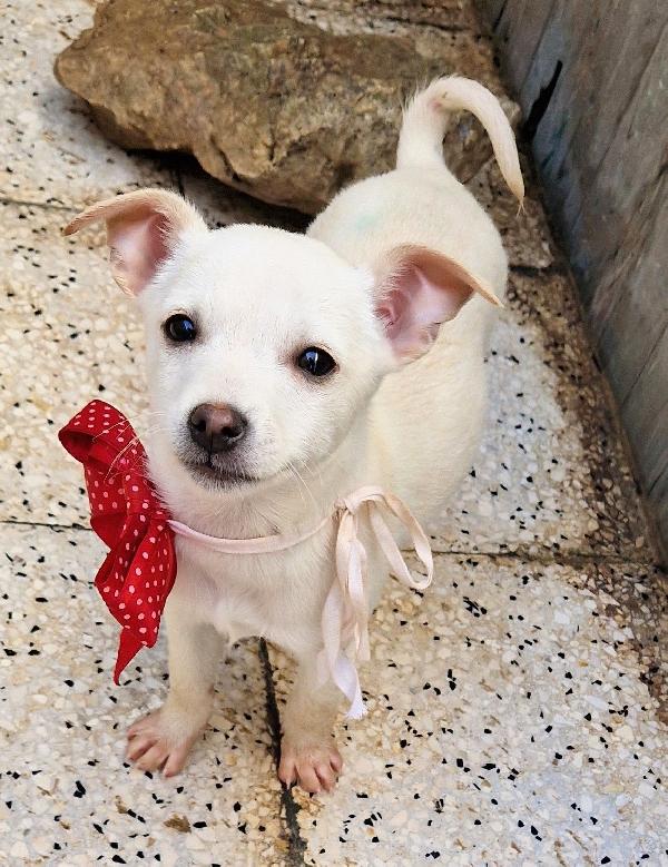 MILLY,IN CANILE,ADOTTABILE IN TUTTA ITALIA! Foto 10