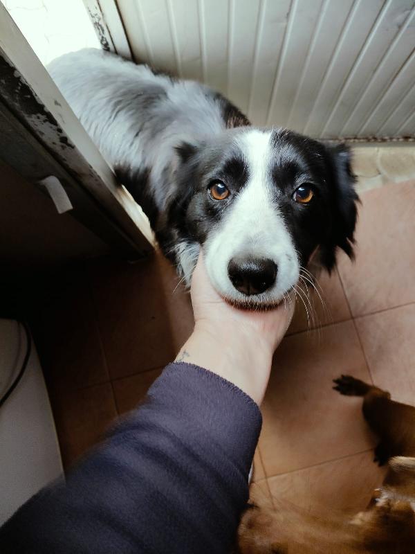 Lilla Splendida Simil Border Collie Cerca Famiglia 