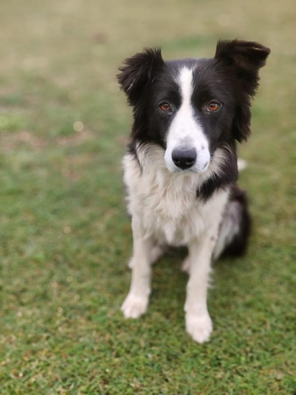 Lilla splendida simil Border Collie cerca famiglia  Foto 2