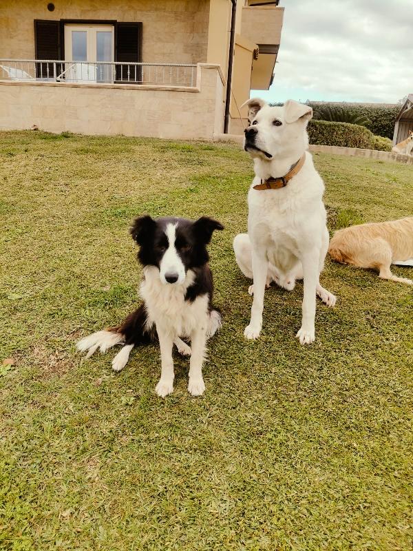 Lilla splendida simil Border Collie cerca famiglia  Foto 3