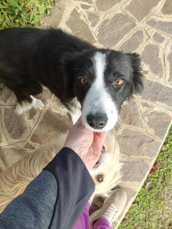 Lilla splendida simil Border Collie cerca famiglia  Foto 4