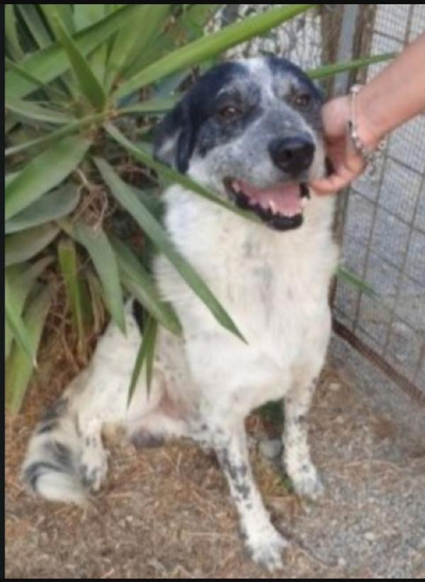 Barù 5Anni In Canile Da Cucciolo.crotone