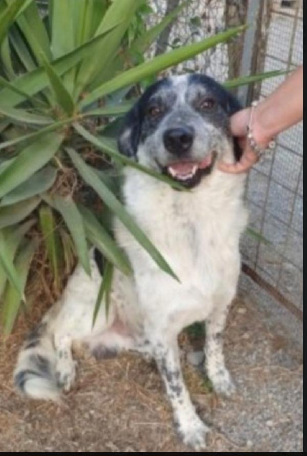 Barù 5anni in canile da cucciolo.CROTONE Foto 2