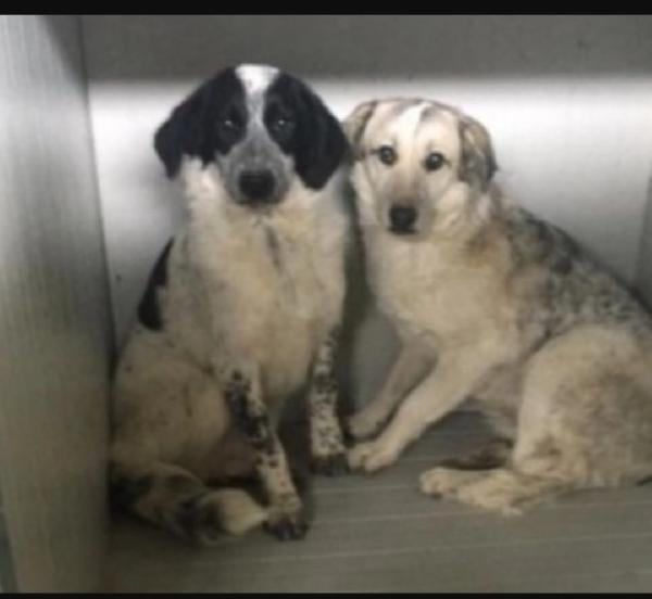 Barù 5anni in canile da cucciolo.CROTONE Foto 3