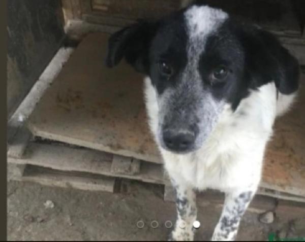 Barù 5anni in canile da cucciolo.CROTONE Foto 4