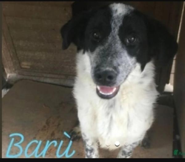 Barù 5anni in canile da cucciolo.CROTONE Foto 5