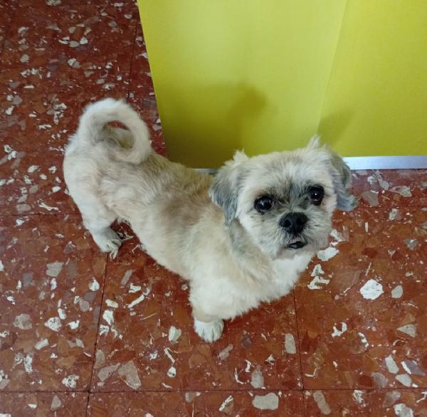 Lhasa Apso 11Anni Kg9 Rimasto Solo. Roma