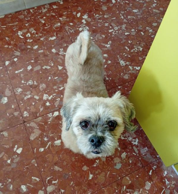 Lhasa apso 11anni kg9 rimasto solo. ROMA Foto 2