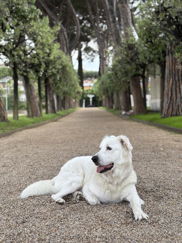 Teo - Pastore Maremmano Maschio Tre Anni