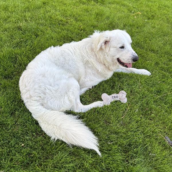 Teo - Pastore maremmano maschio tre anni Foto 2