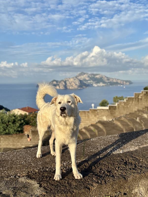 Teo - Pastore maremmano maschio tre anni Foto 3