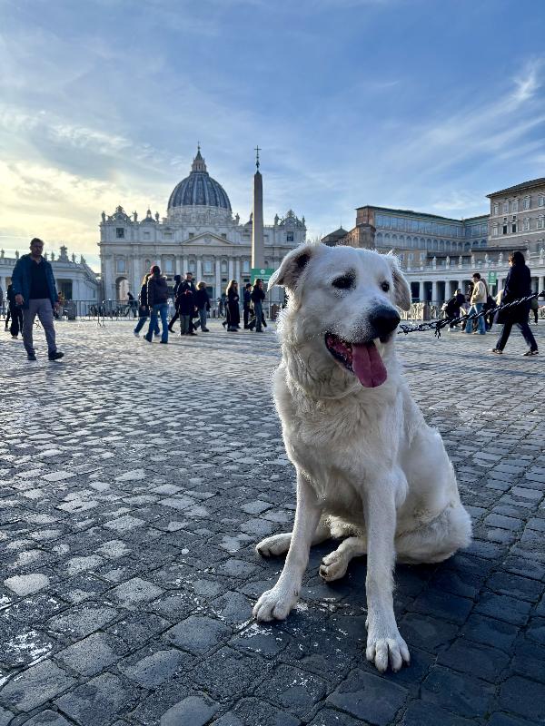 Teo - Pastore maremmano maschio tre anni Foto 4