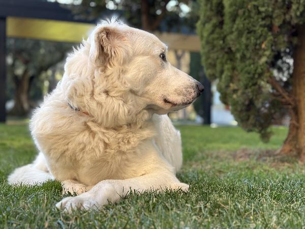 Teo - Pastore maremmano maschio tre anni Foto 5