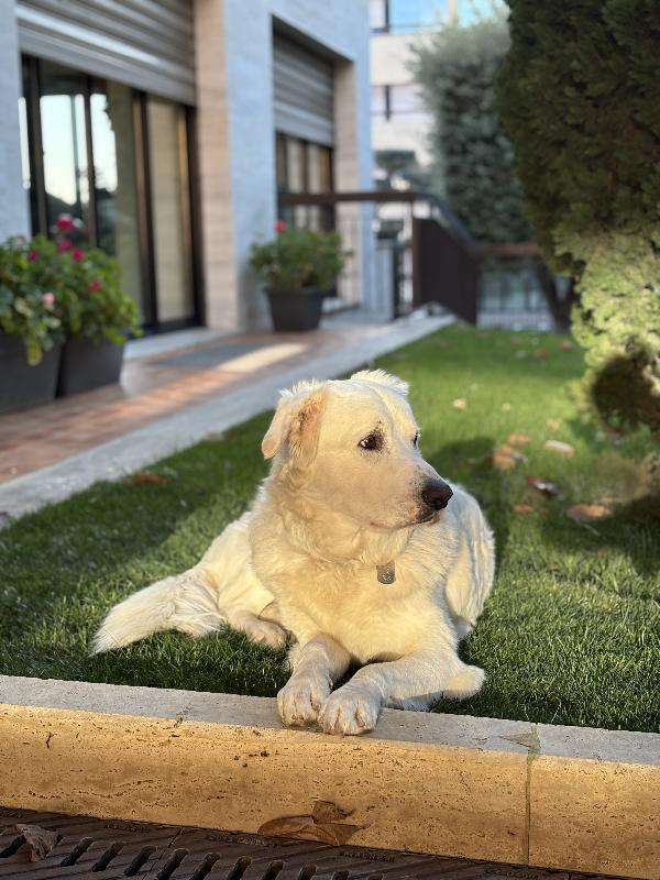 Teo - Pastore maremmano maschio tre anni Foto 6