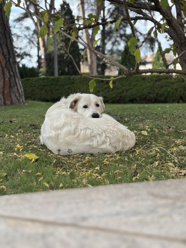 Teo - Pastore maremmano maschio tre anni Foto 7