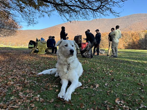 Teo - Pastore maremmano maschio tre anni Foto 8
