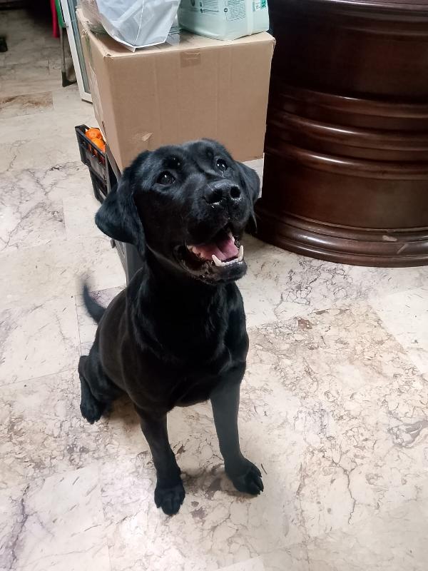 Brando Stupendo Cucciolone Simil Labrador Nero 