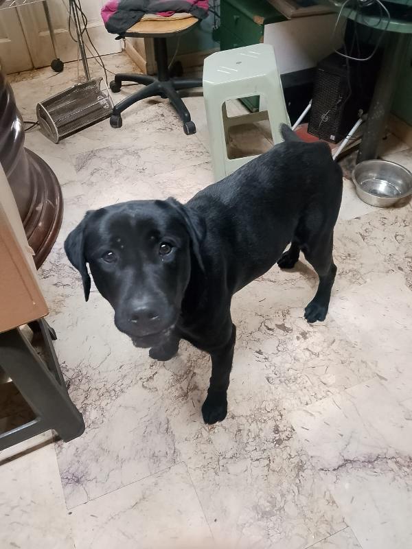 Brando stupendo cucciolone simil Labrador nero  Foto 3