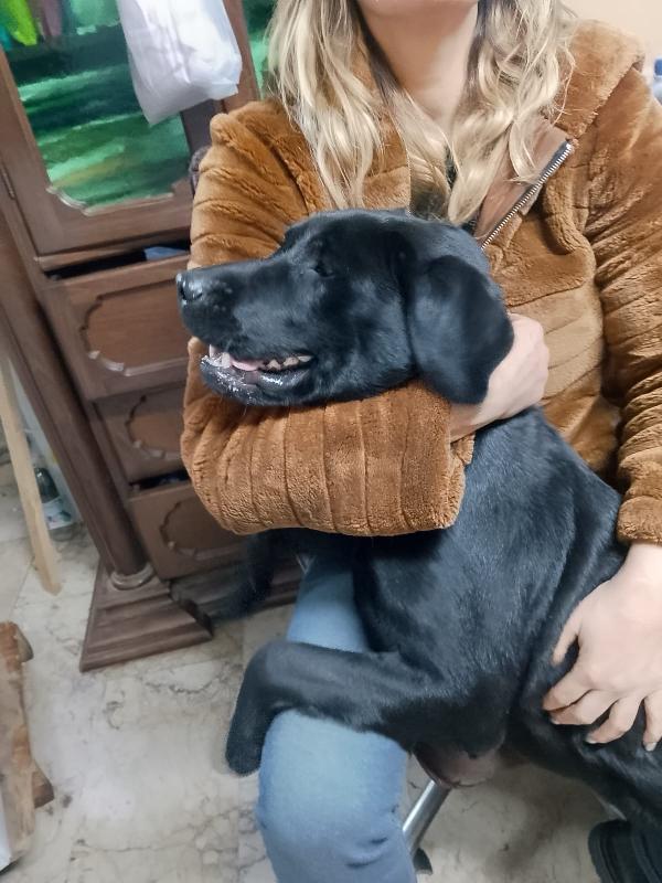 Brando stupendo cucciolone simil Labrador nero  Foto 4