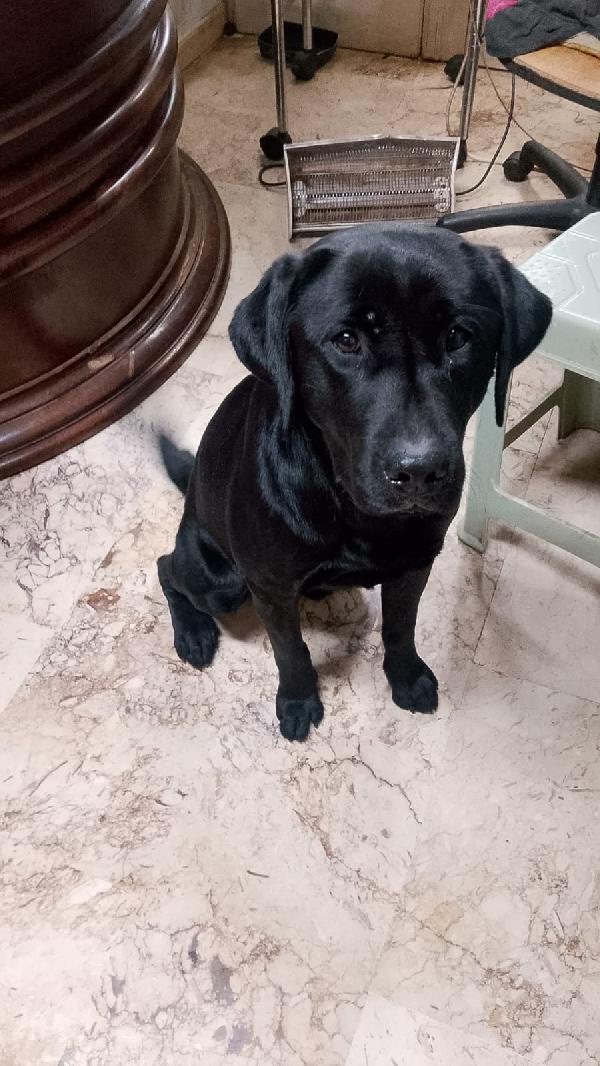 Brando stupendo cucciolone simil Labrador nero  Foto 5