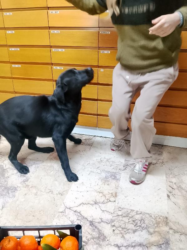 Brando stupendo cucciolone simil Labrador nero  Foto 6