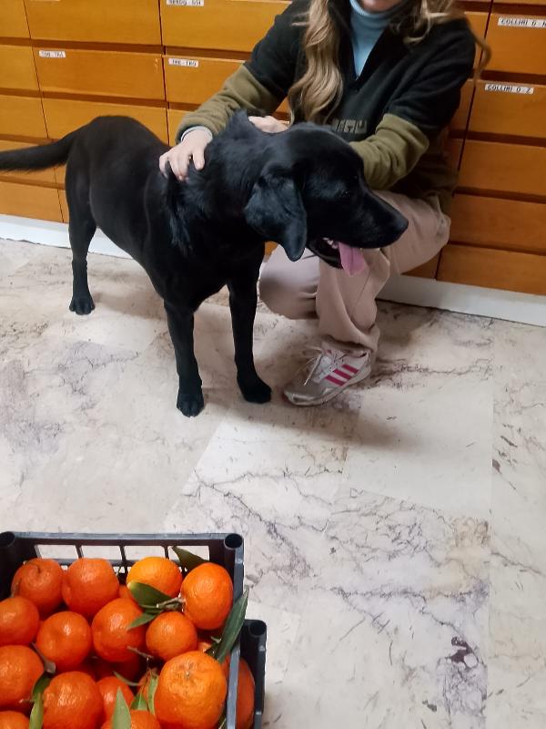 Brando stupendo cucciolone simil Labrador nero  Foto 7