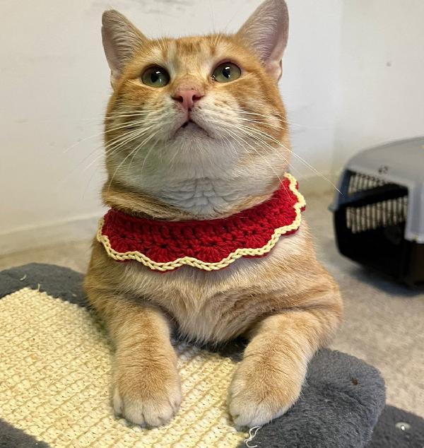 Arturo, Micione Rosso Superlativo, Circa 10 Mesi