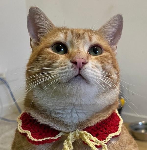 ARTURO, micione rosso superlativo, circa 10 mesi Foto 2