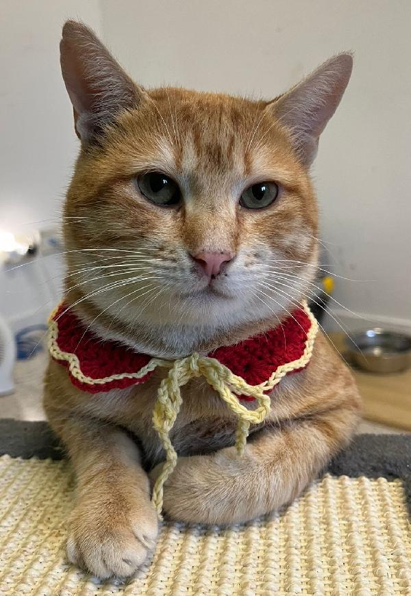 ARTURO, micione rosso superlativo, circa 10 mesi Foto 3