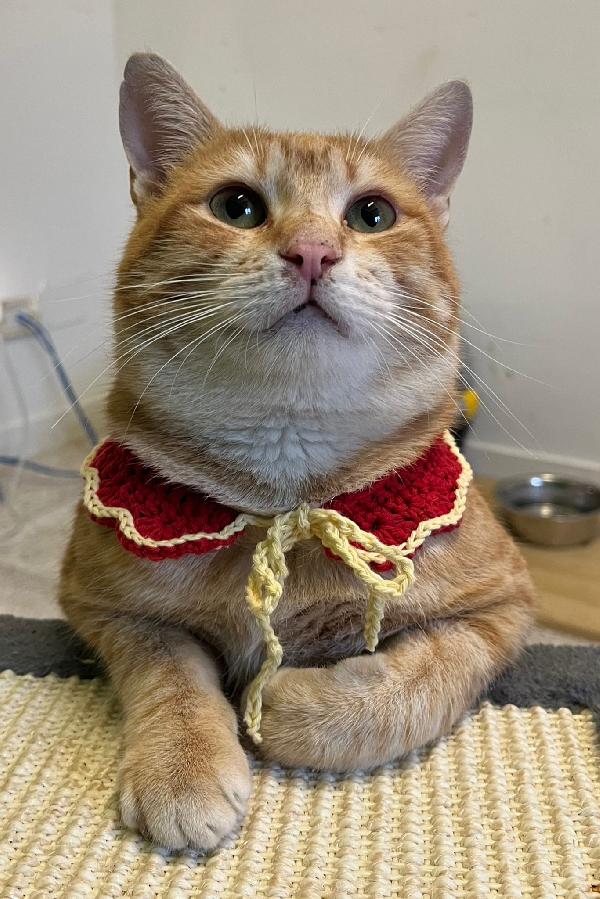 ARTURO, micione rosso superlativo, circa 10 mesi Foto 4