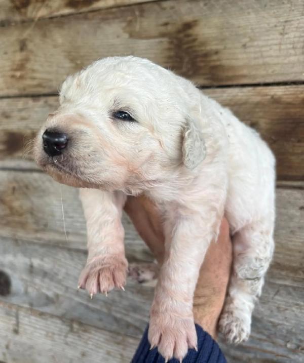 KETTY dolce cucciola futura taglia media cerca casa - in adozione  Foto 2