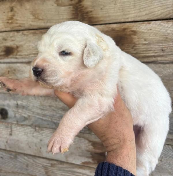 KETTY dolce cucciola futura taglia media cerca casa - in adozione  Foto 3