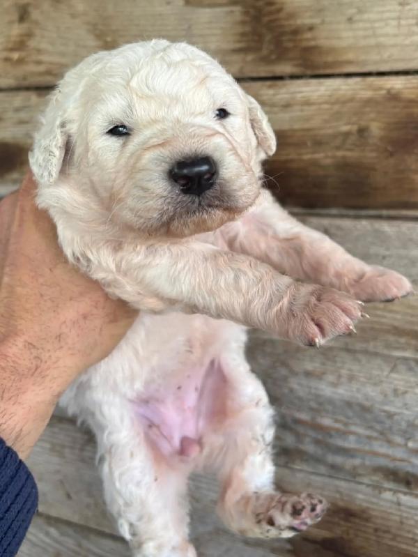 KETTY dolce cucciola futura taglia media cerca casa - in adozione  Foto 4