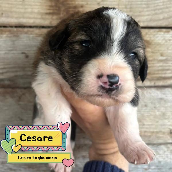 Cesare Dolce Cucciolo Futura Taglia Media Cerca Casa - In Adozione