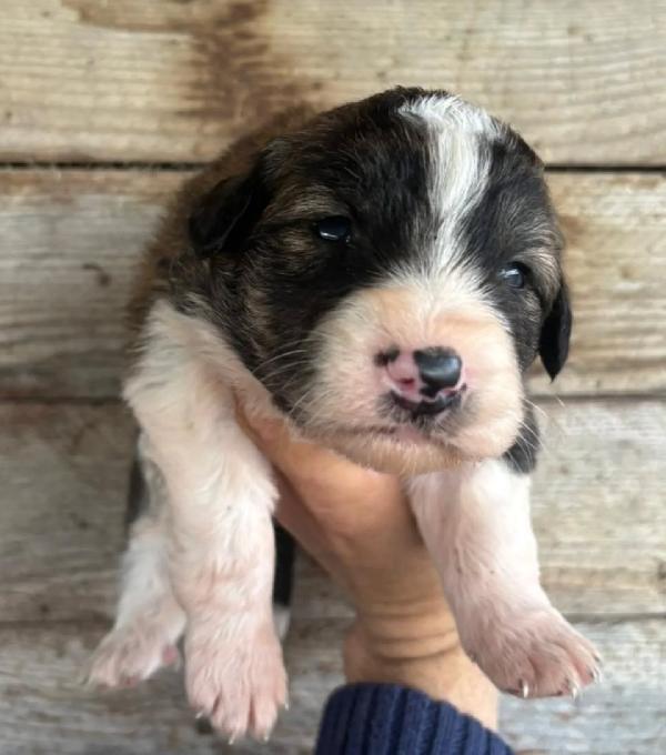 CESARE dolce cucciolo futura taglia media cerca casa - in adozione Foto 2