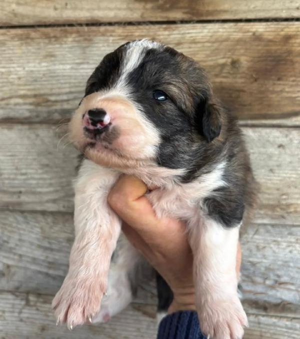 CESARE dolce cucciolo futura taglia media cerca casa - in adozione Foto 3