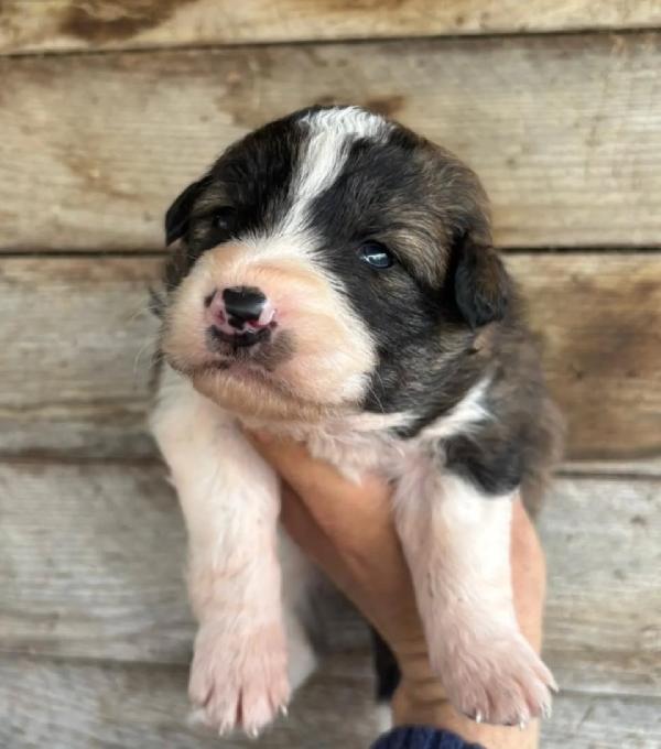 CESARE dolce cucciolo futura taglia media cerca casa - in adozione Foto 4