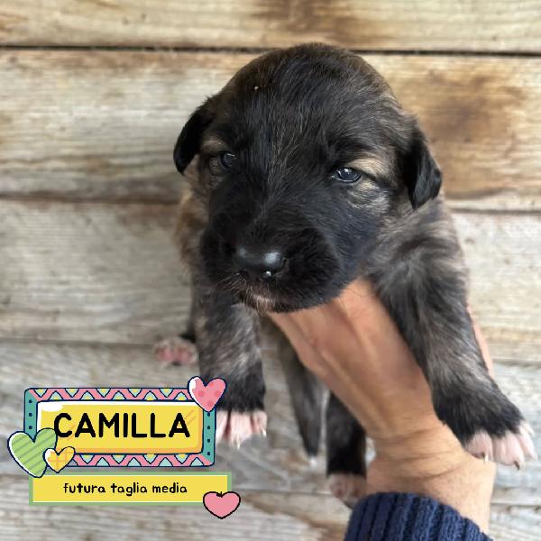 Camilla Dolce Cucciola Futura Taglia Media Cerca Casa - In Adozione