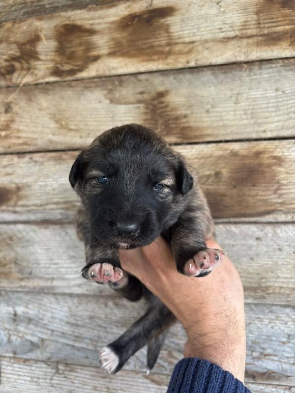 CAMILLA dolce cucciola futura taglia media cerca casa - in adozione Foto 2