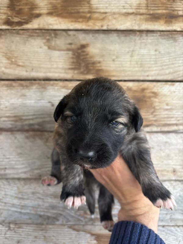 CAMILLA dolce cucciola futura taglia media cerca casa - in adozione Foto 4