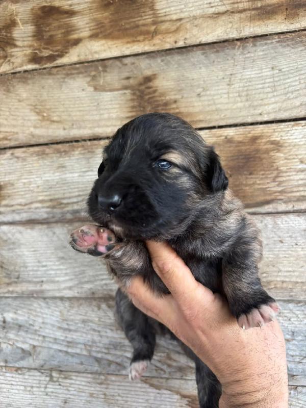 CAMILLA dolce cucciola futura taglia media cerca casa - in adozione Foto 5