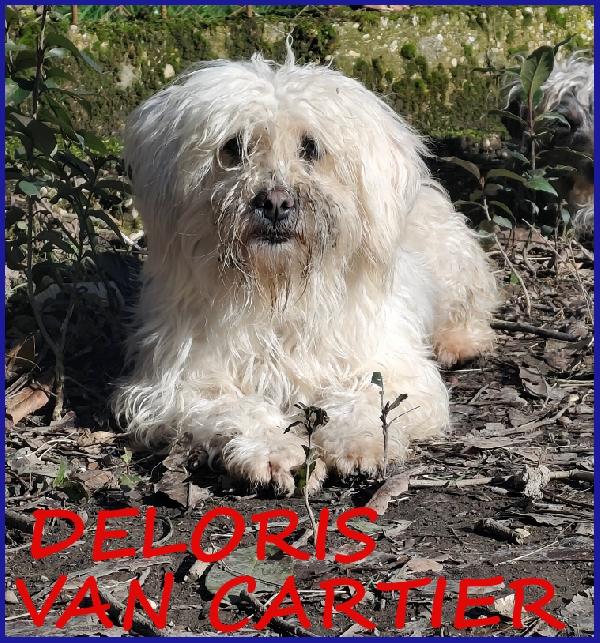 Deloris Van Cartier, Un Batuffolo Di Pelo Che Merita La Serenita' Che Non Ha Maai Conosciuto