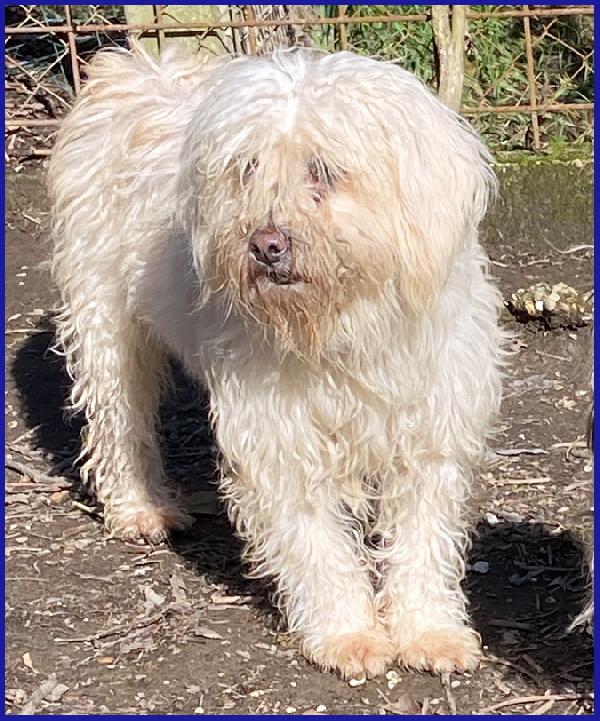 DELORIS VAN CARTIER, UN BATUFFOLO DI PELO CHE MERITA LA SERENITA' CHE NON HA MAAI CONOSCIUTO Foto 2