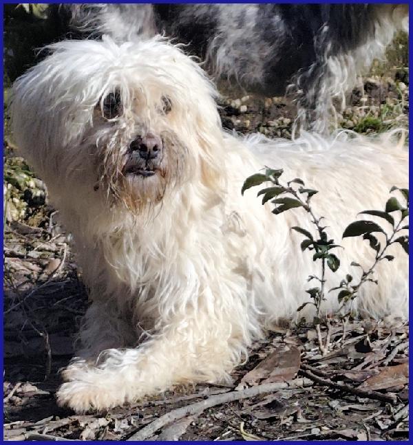DELORIS VAN CARTIER, UN BATUFFOLO DI PELO CHE MERITA LA SERENITA' CHE NON HA MAAI CONOSCIUTO Foto 3