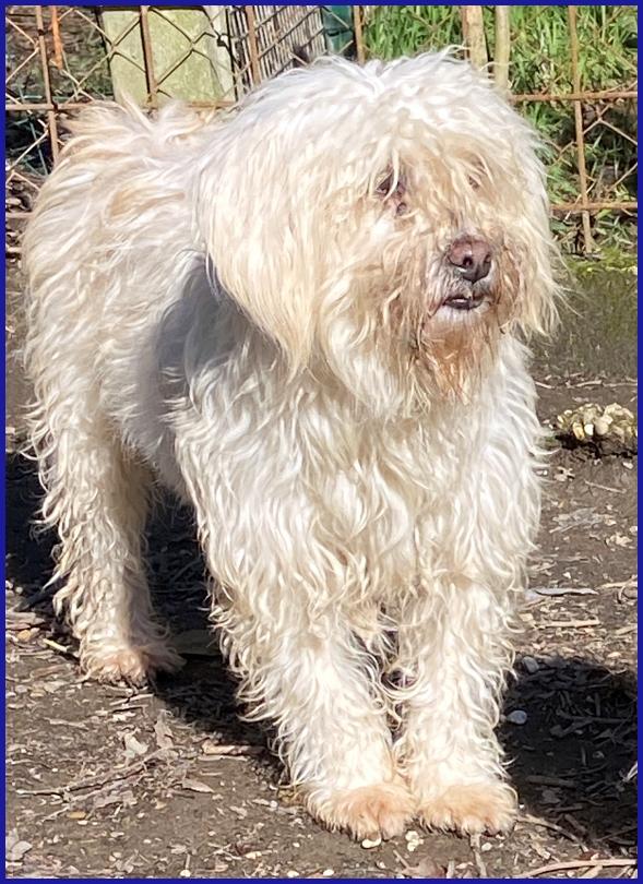 DELORIS VAN CARTIER, UN BATUFFOLO DI PELO CHE MERITA LA SERENITA' CHE NON HA MAAI CONOSCIUTO Foto 4
