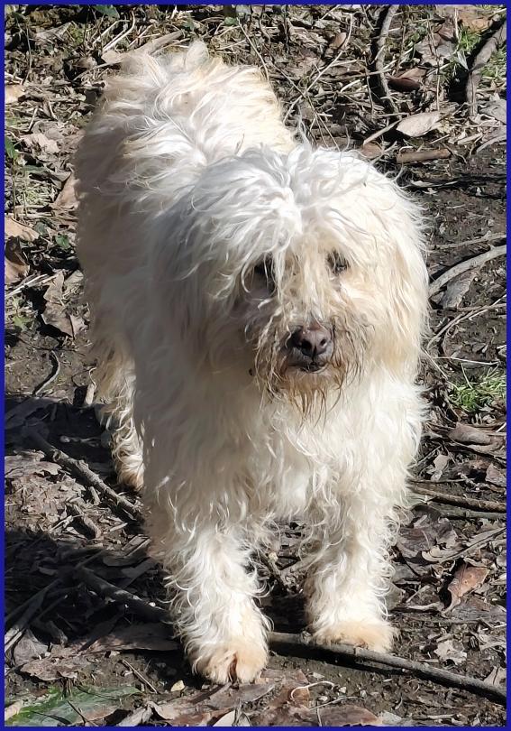 DELORIS VAN CARTIER, UN BATUFFOLO DI PELO CHE MERITA LA SERENITA' CHE NON HA MAAI CONOSCIUTO Foto 5