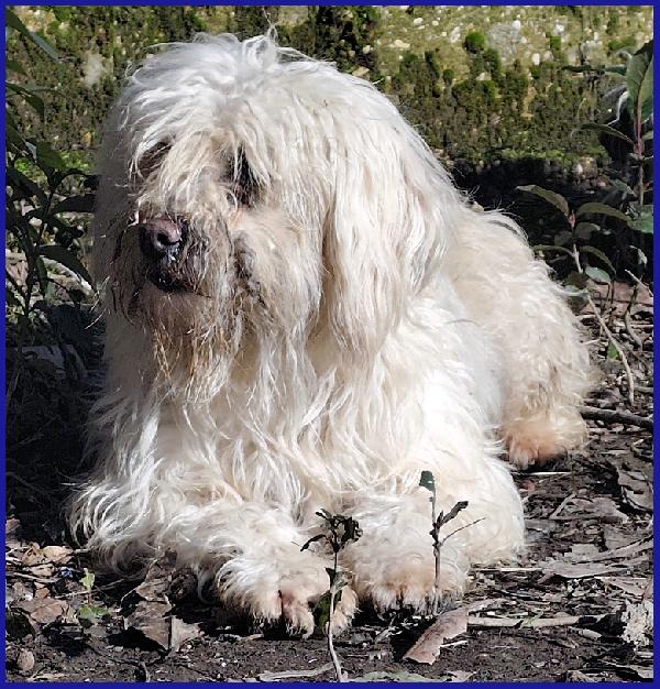 DELORIS VAN CARTIER, UN BATUFFOLO DI PELO CHE MERITA LA SERENITA' CHE NON HA MAAI CONOSCIUTO Foto 6