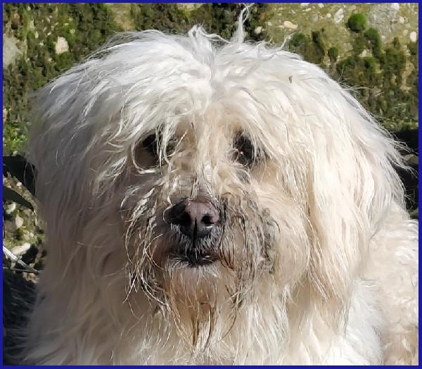 DELORIS VAN CARTIER, UN BATUFFOLO DI PELO CHE MERITA LA SERENITA' CHE NON HA MAAI CONOSCIUTO Foto 7